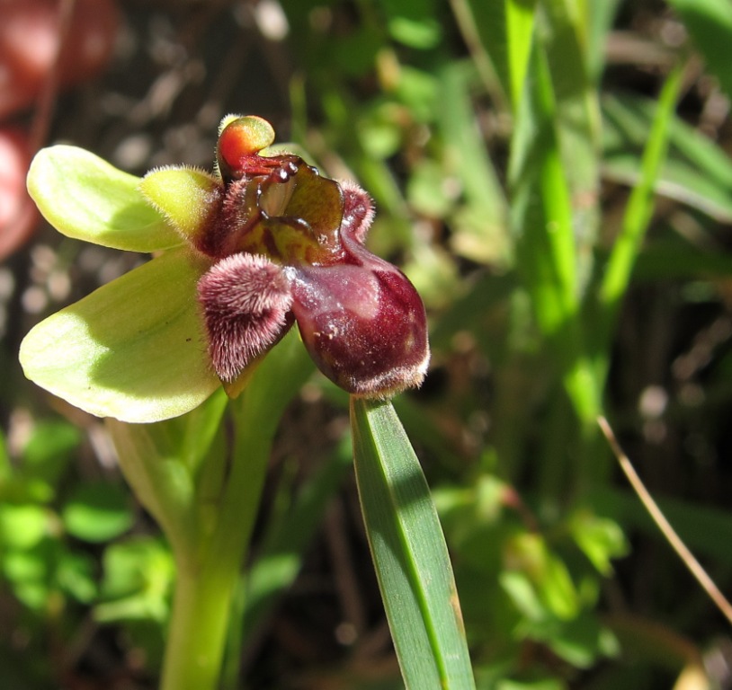 Ophrys bombyliflora